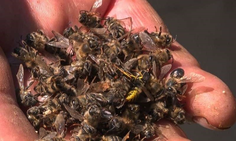 Más de un millón de abejas murieron envenenadas en Colombia