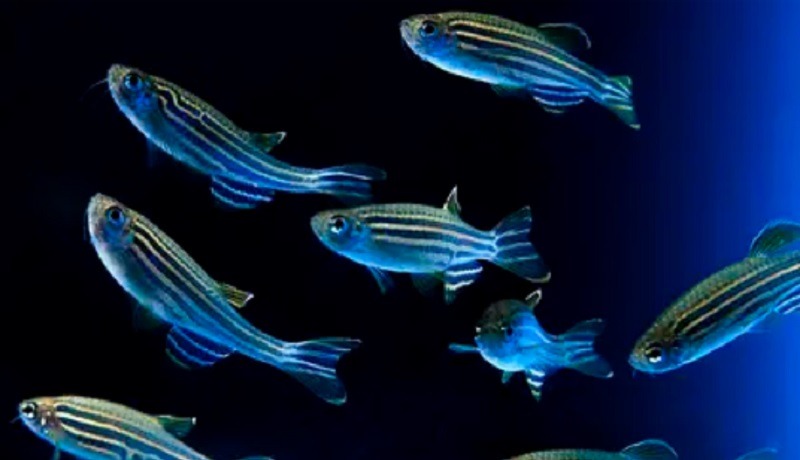 Una nueva hormona sexual en los peces podría ayudar en los tratamientos de fertilidad