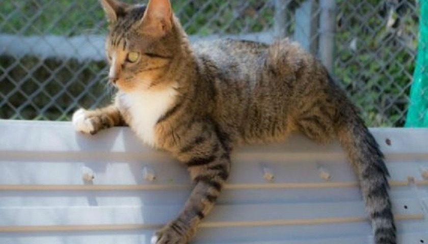 gato