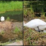 Le rompieron el corazón a una mamá cisne al dañarle sus huevos, murió de tristeza