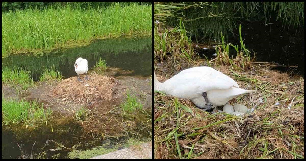 Le rompieron el corazón a una mamá cisne al dañarle sus huevos, murió de tristeza