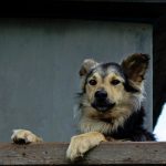 Universidad de Antioquia prepara perros que diagnosticarían el coronavirus en un segundo