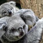 Los koalas tendrían la clave para tratar la clamidia en humanos