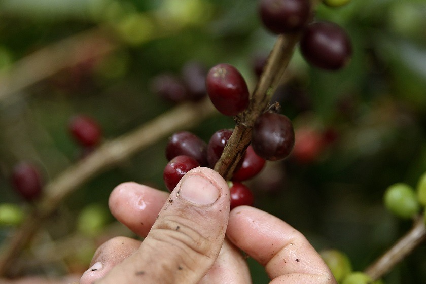 Colombia recogerá una cosecha cafetera de al menos 7,5 millones de sacos