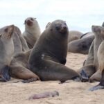 Alarma por la misteriosa muerte de miles de lobos marinos en las playas de Namibia