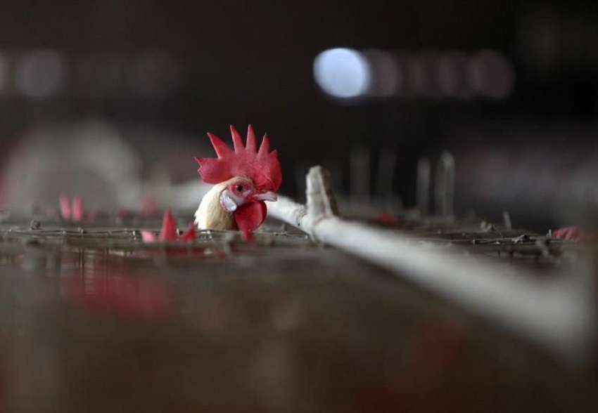 gripe aviar--Confirman Caso Fatal de Gripe Aviar A H5N2 en el Estado de México