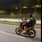 Natacha, la perrita que conduce una motocicleta junto a su dueño en Sabaneta