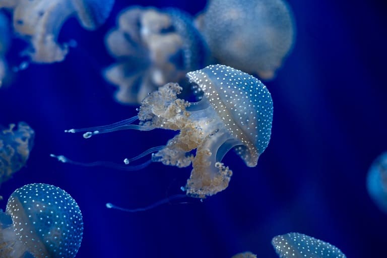 Medusas