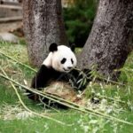 Por primera vez un equipo íntegramente español insemina a una osa panda (1)