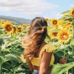 Corregimiento Pendales -en Luruaco - se ha llenado de girasoles