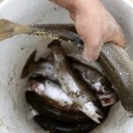 El pescado colombiano contará con un sello de calidad para aumentar las exportaciones