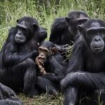 Ser amigo del jefe, ayuda; también a los chimpancés