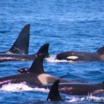 Un plan con medidas urgentes para reducir la interacción entre orcas y barcos