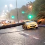 Árbol aplastó un taxi en la avenida Barranquilla de Medellín