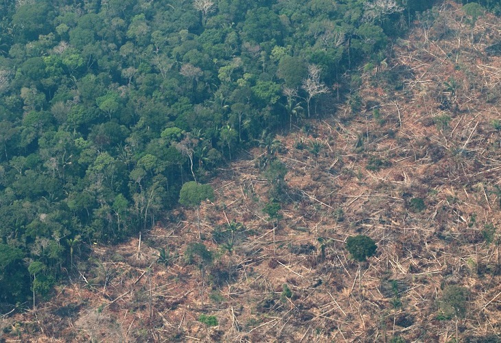 La Amazonía perdió un área equivalente a Chile en 36 años