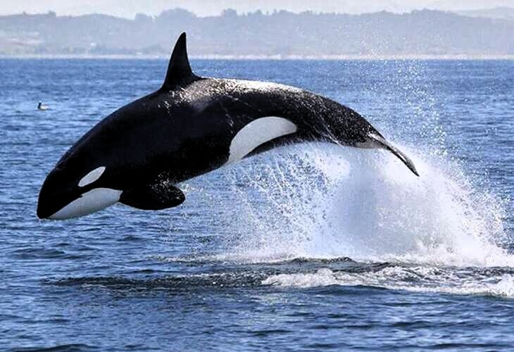Los Orcas