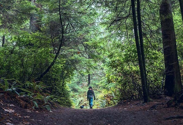 Adentrarse en un bosque reduce los niveles de cortisol, la hormona del estrés
