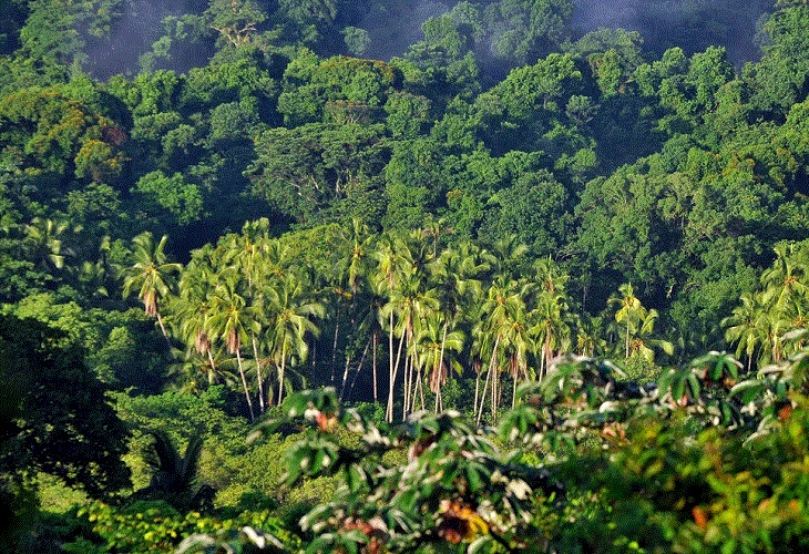 Panamá ayuda a predecir mejor la liberación de CO2 debido a la deforestación