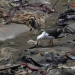 El desastre ecológico se esconde en el fondo del mar peruano tras el derrame