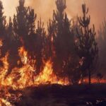 Un incendio forestal en la región chilena de Valparaíso deja 40 viviendas dañadas