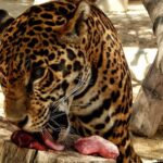 Docena de felinos que sufrían maltrato llegan a reserva en centro de México