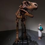 El esqueleto de un dinosaurio de hace 77 millones de años, a subasta en EE.UU.