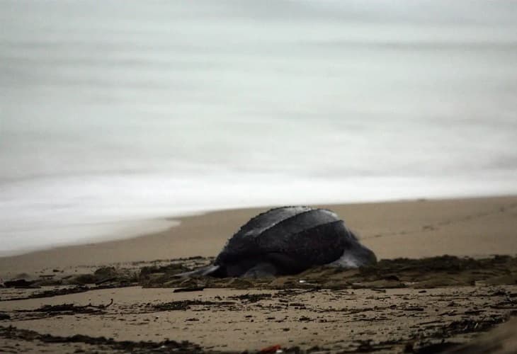 Gran consenso en Latinoamérica sobre la necesidad de proteger la alta mar