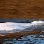 Muere la ballena beluga de 800 kilos rescatada en el Sena