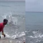 Usan perros como carnadas para atraer a tiburones, en Isla de San Andrés