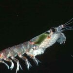 Estudio advierte una drástica disminución del krill antártico para el año 2100