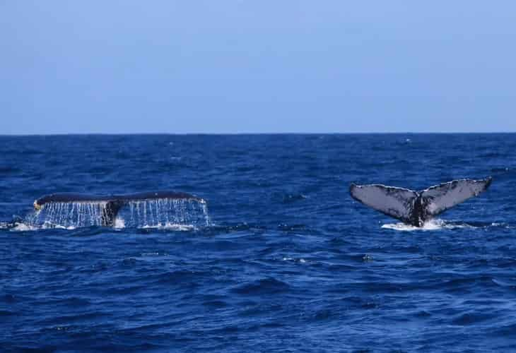 El Santuario De Ballenas En El Atlántico Se Retrasa Al Menos Hasta 2024