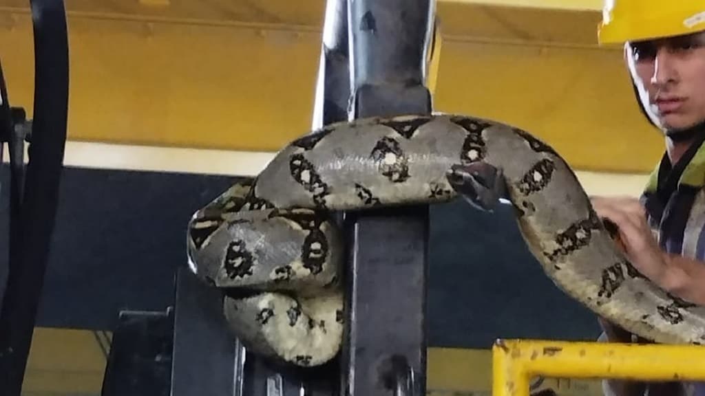 Serpiente en cuarto de máquinas de Hidroituango