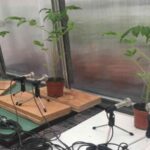 Investigadores revelan que las plantas pueden emitir sonidos audibles a más de un metro cuando están estresadas