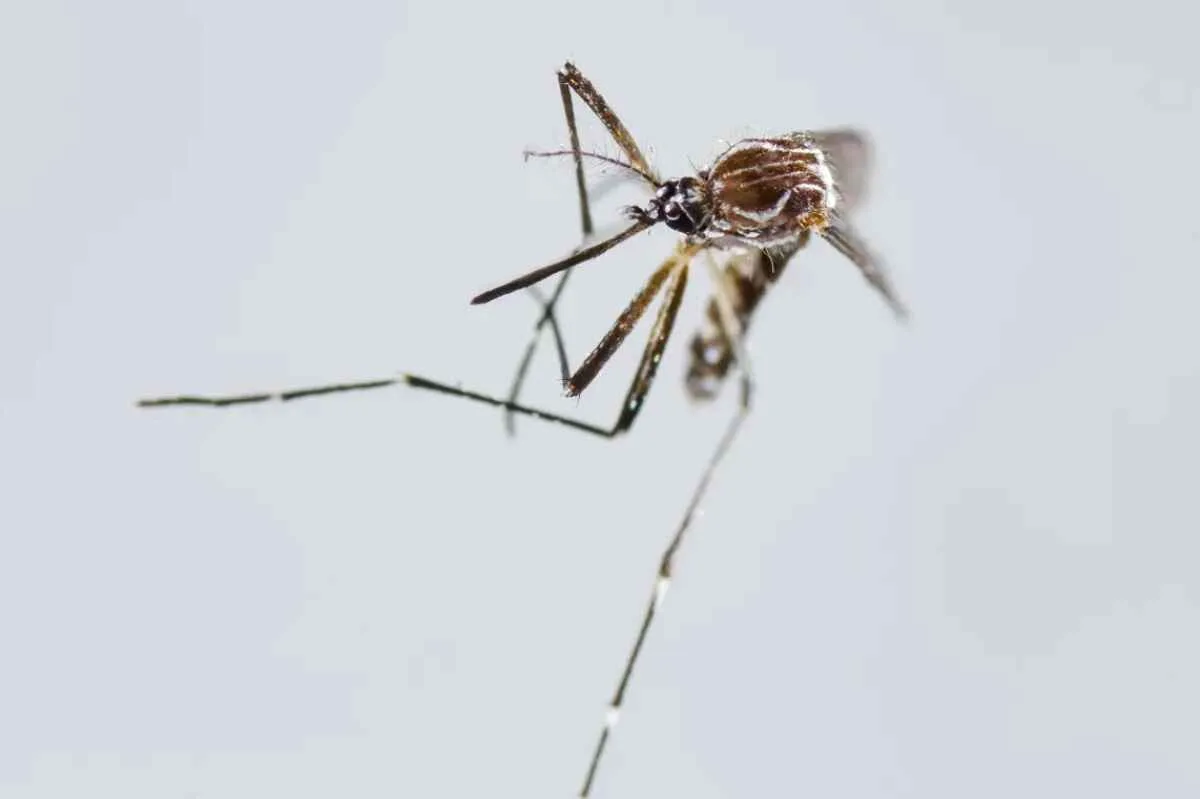 Brote de chikunguña en Paraguay: 217 muertes y descenso en los contagios