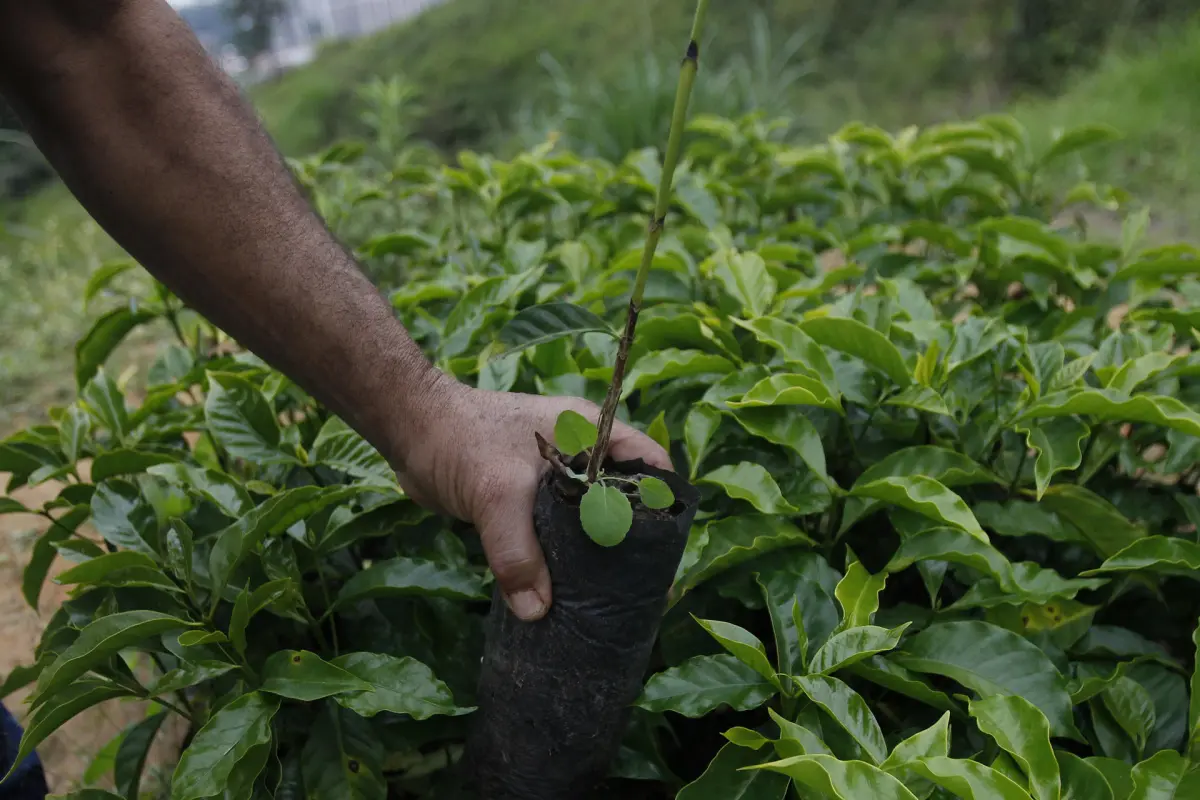 La producción de café de Colombia cayó un 21 % en mayo por lluvias