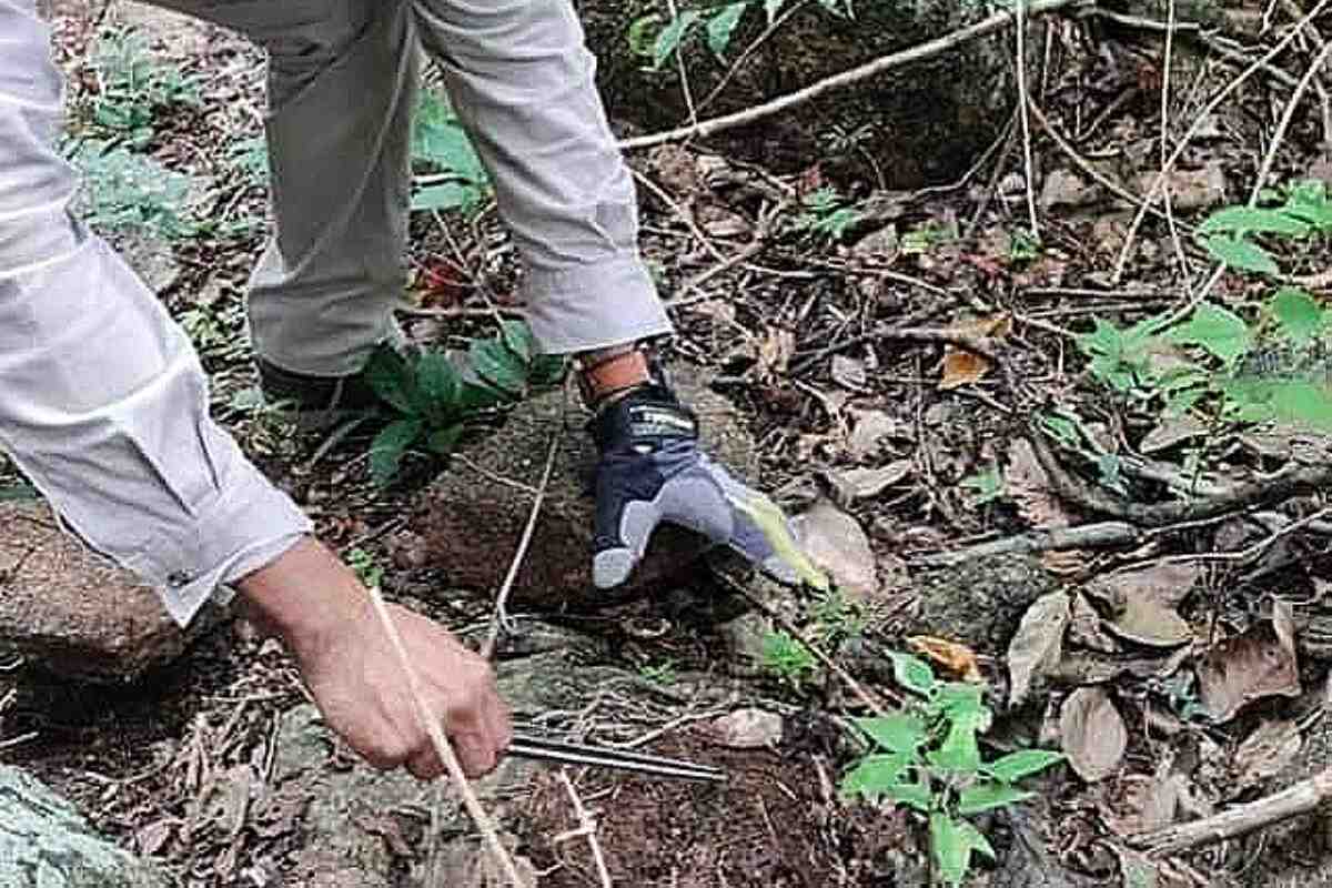 Incautan cargamento de alacranes que serían usados para brujería en Antioquia