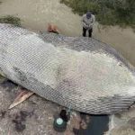 Hallan una ballena azul muerta en las costas de Uruguay: se realizará una necropsia para esclarecer el caso