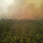 La lucha de los bomberos de Bolivia contra el fuego que arrasa con la vida de sus bosques