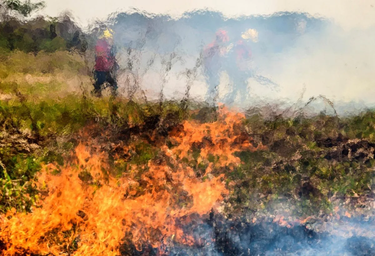Los incendios en el Pantanal de Brasil se disparan en medio de una ola de calor