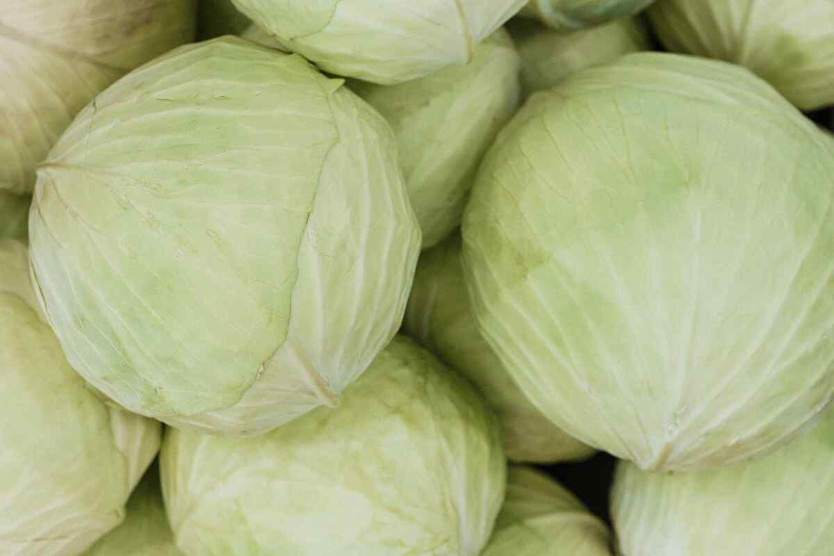 ¿Qué hacer con el repollo? Te damos 5 ideas de platos fáciles y ricos-- 5 razones por las que incluir repollo en tu dieta
