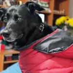 El perro que hizo el milagro de despertar a su dueña del coma y después murió en Bogotá