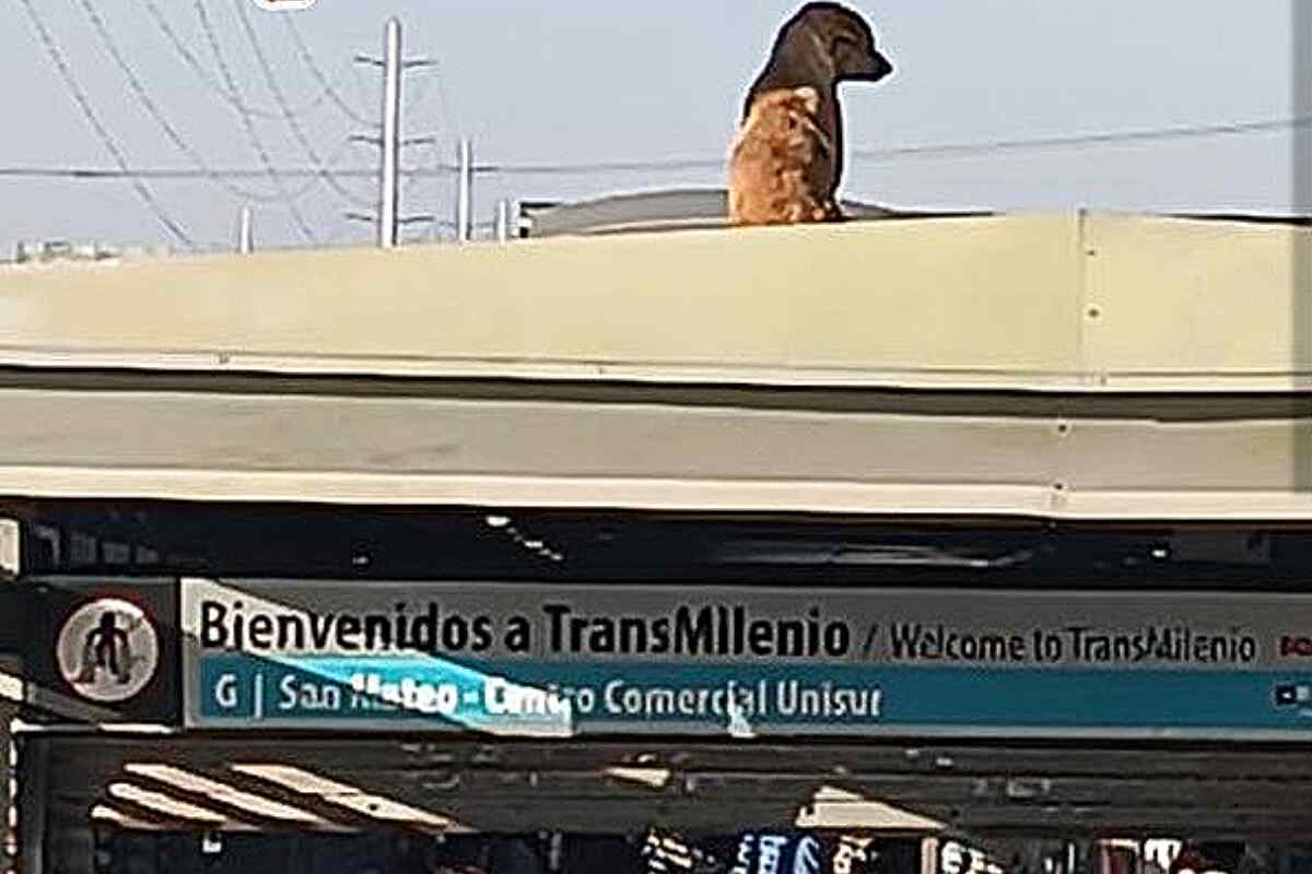 Un perro que estaba en el techo de una estación de Transmilenio es rescatado y bautizado como Mateo