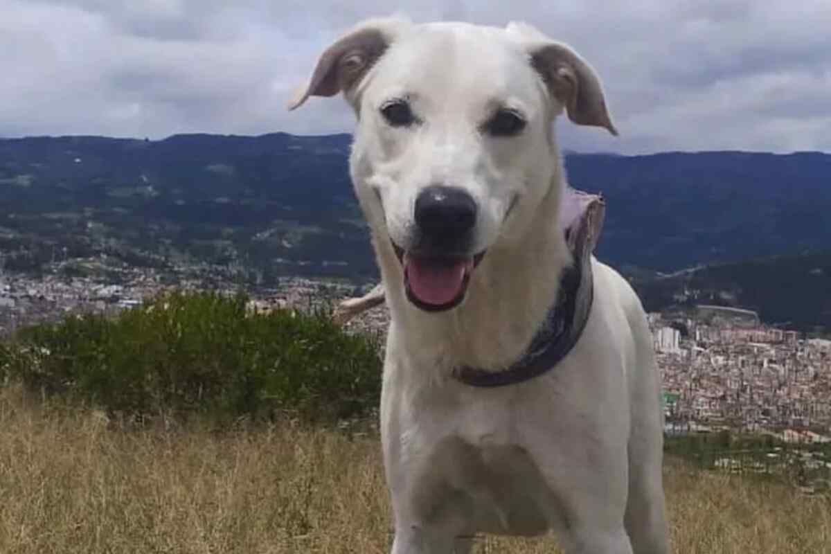 Un hombre le quita la vida a una perrita a tiros en Sogamoso y desata la furia ciudadana