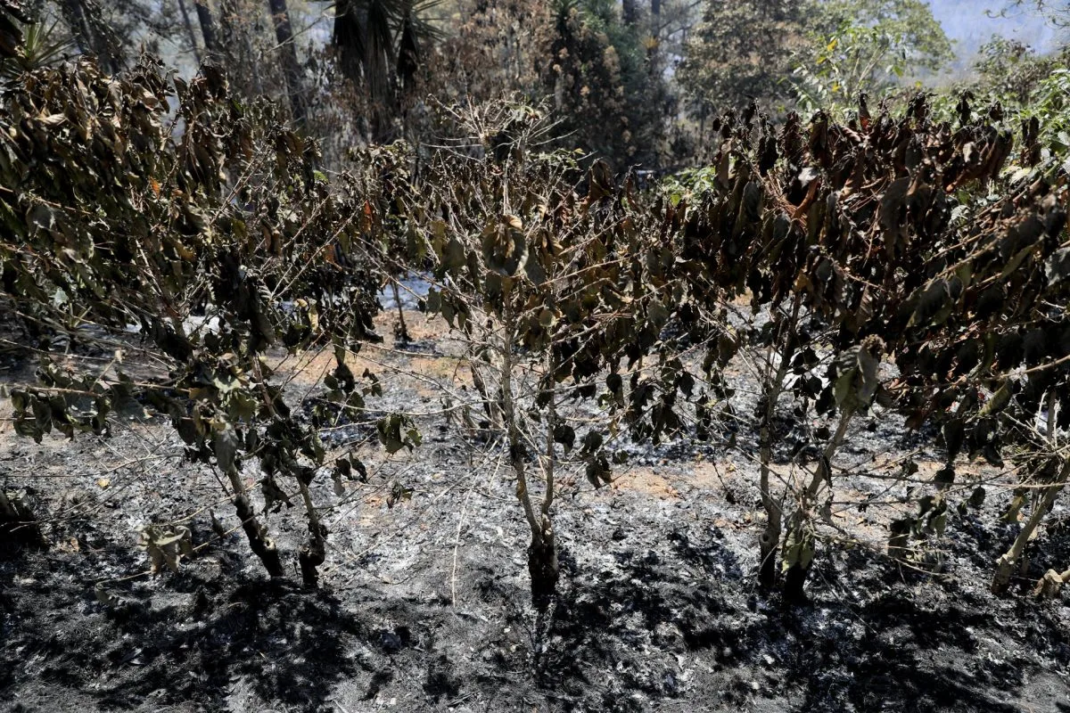 Honduras registra 685 incendios afectando unas 34.000 hectáreas en lo que va de 2024