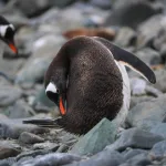 Científicos creen que miles de pingüinos antárticos murieron por un brote de gripe aviar