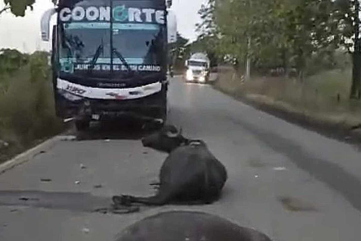 accidente entre bus y búfalos en Montelíbano