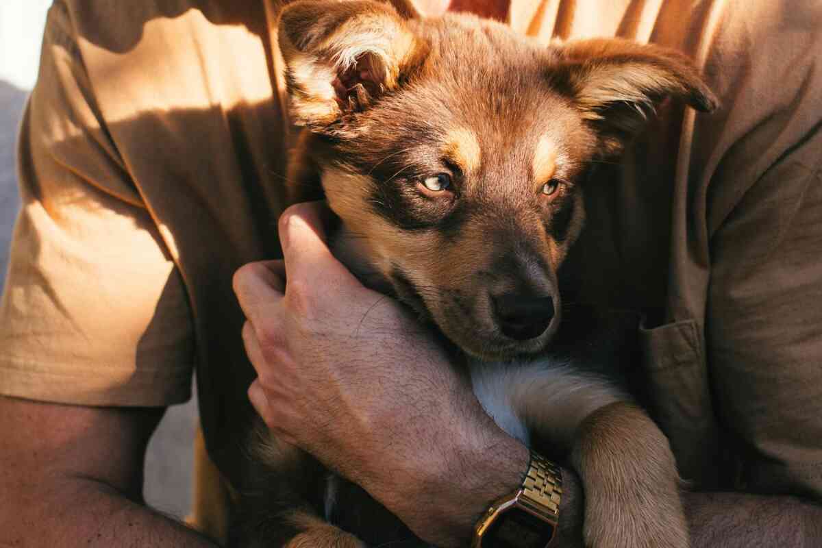 Trabajadores podrían tener un día libre por muerte de su mascota en Colombia ** Guía para reducir la ansiedad por separación en perros y gatos-mascotas