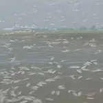 Peces Muertos Flotan en Ríos y Ciénagas de La Mojana: Alarma por Impacto de Sequía y El Niño