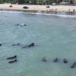 Una veintena de ballenas piloto quedan varadas cerca de una playa en el noreste de Brasil
