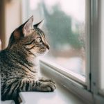 La Guía Completa para Mantener a Tu Gato Contento y que no se escape de Casa